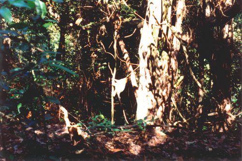 1993-94-Singapore013