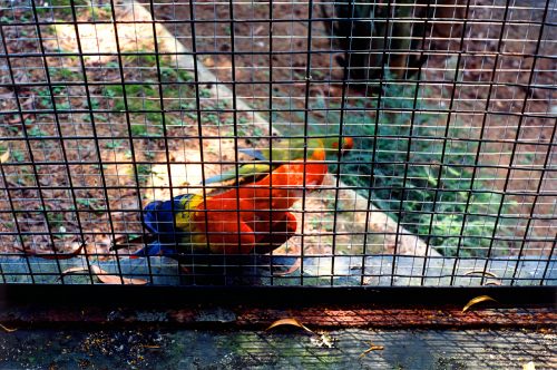 1993-94-Singapore018