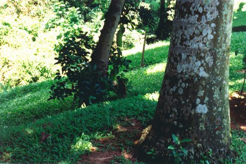 1993-94-Singapore019