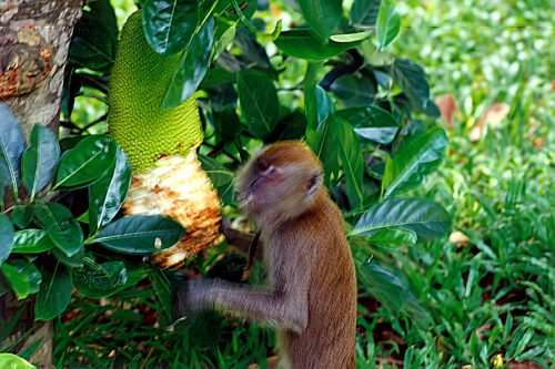 1993-94-Singapore021