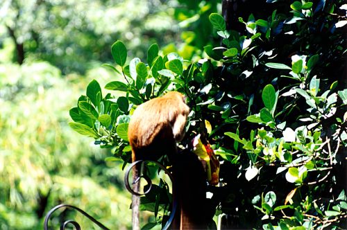 1993-94-Singapore022